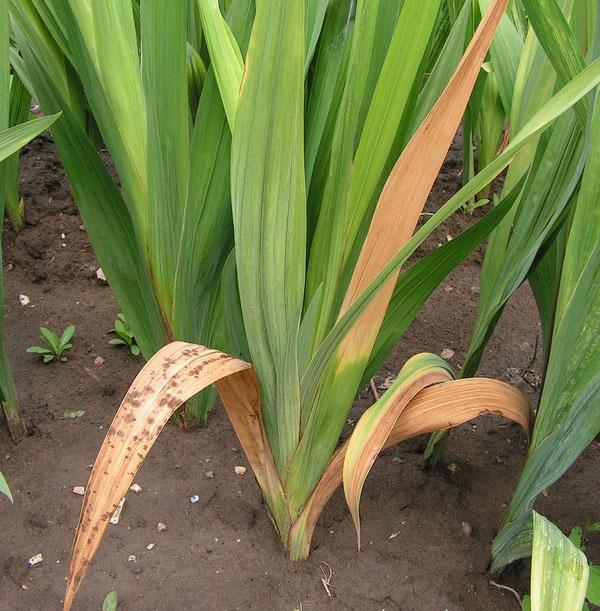 gladiola je bolesna