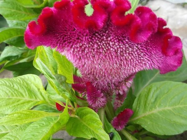 pinnate celosia