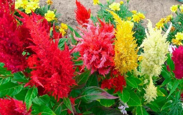 ตรึง celosia