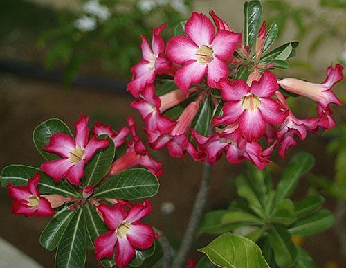 cvjetni adenium pretilo