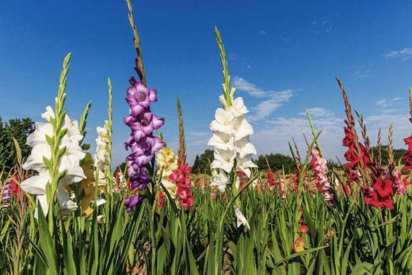 blomstrende hagegladioli