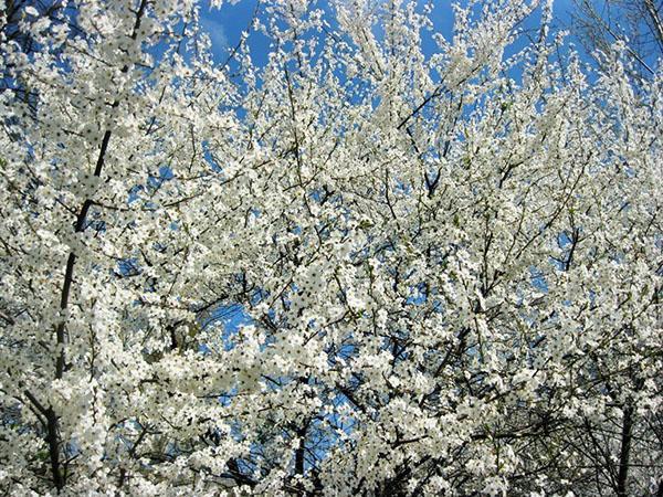 kirsebærplomme blomstrer