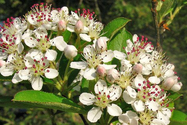 svart chokeberry blomstrer