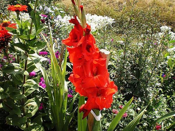 blomstrende gladioler