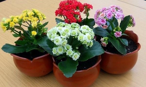 Kalanchoe บาน