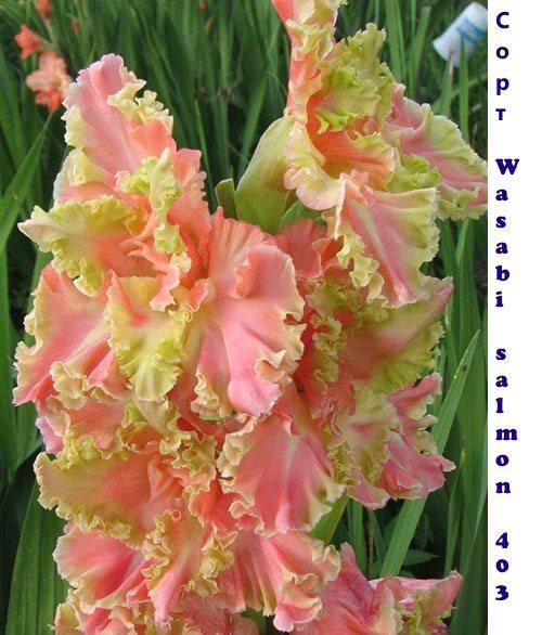 gladiolus wasabi losos 403