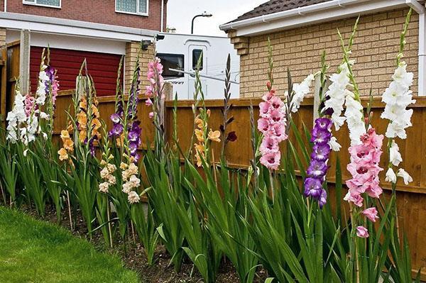 gladioler på sommerhuset