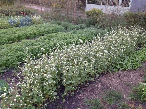 pohanka a phacelia