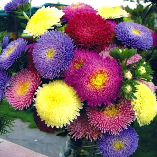 tette doble blomsterstander av asters