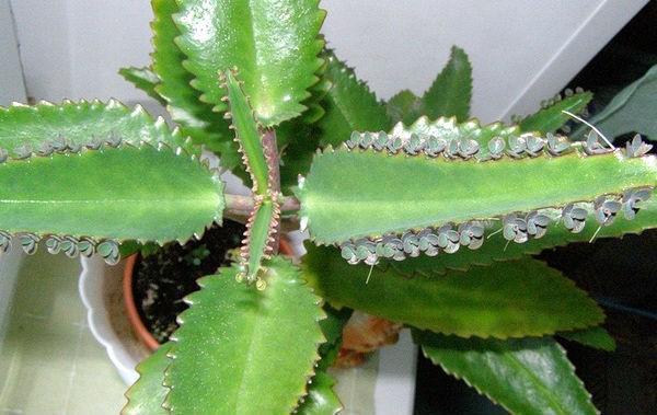 Kalanchoe ยา