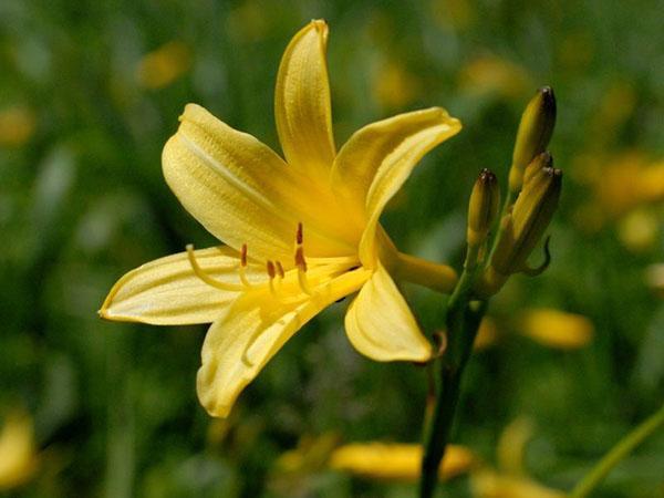 Daylily สีเหลือง (H. flava)