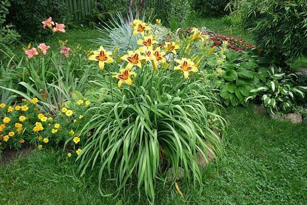 daylily ในประเทศ