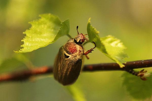 Chafer