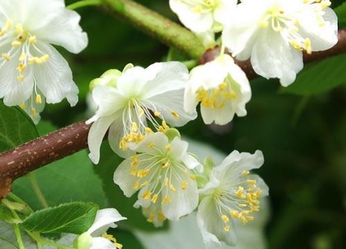 actinidia ชาย