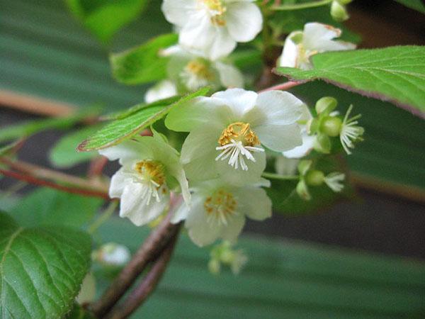 การออกดอกที่ละเอียดอ่อนของ actinidia