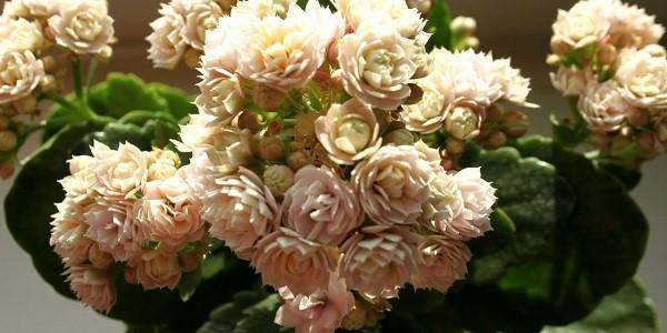 Kalanchoe ออกดอกอ่อนโยน