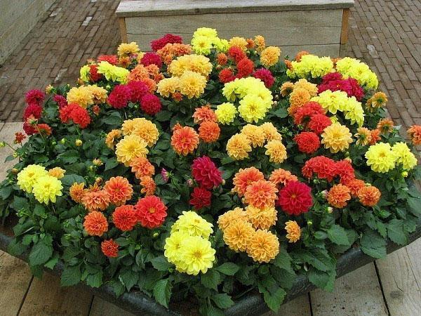 dahlias ประจำปี