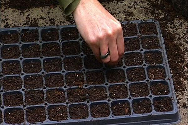 såing av asters i celler