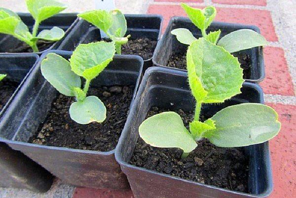 melon seedlings