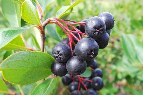 frukt av chokeberry modnes