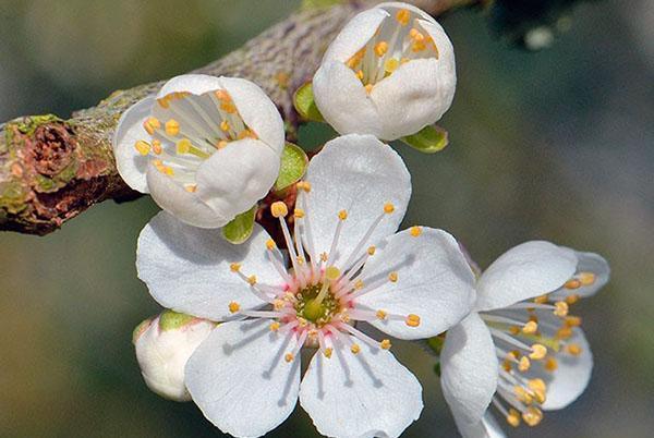 blomsterkonstruksjon av kirsebærplomme