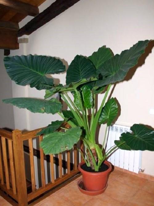 alocasia v interiéru