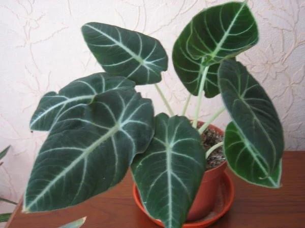 alocasia v místnosti