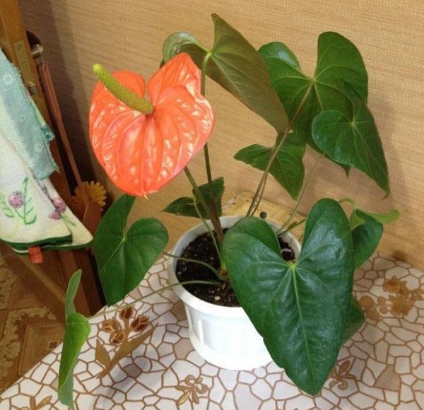 anthurium Andre