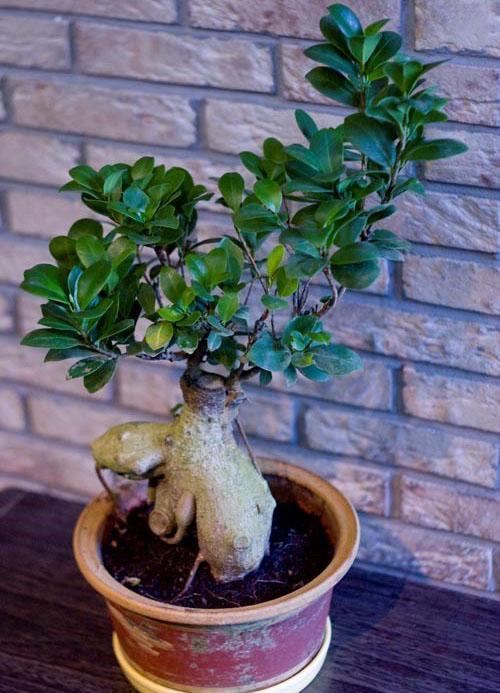 bonsai ficus v interiéru