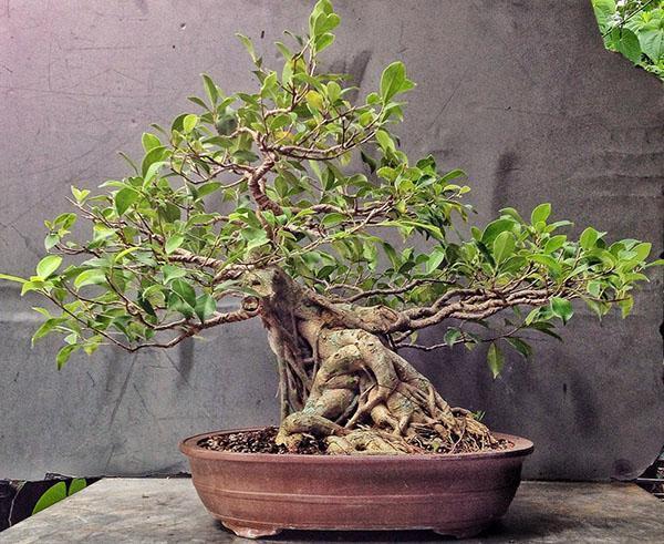 bonsai fikus