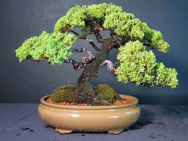 Bonsai založené na čínském jalovci