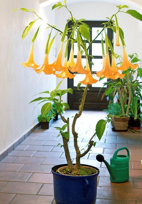 brugmansia v podmínkách místnosti