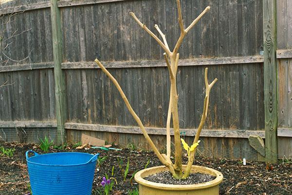 Brugmansia przed wejściem na pokład