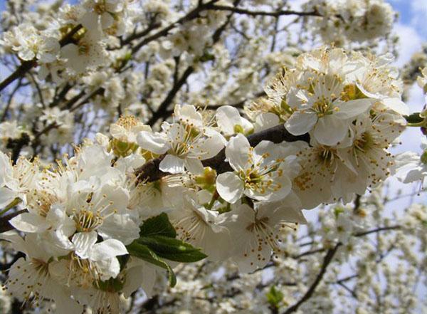 kirsebærplomme blomstrer i midtbanen