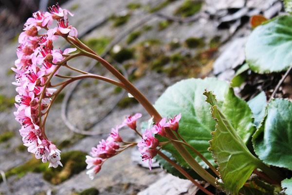 Badan blomster og grønt løvverk