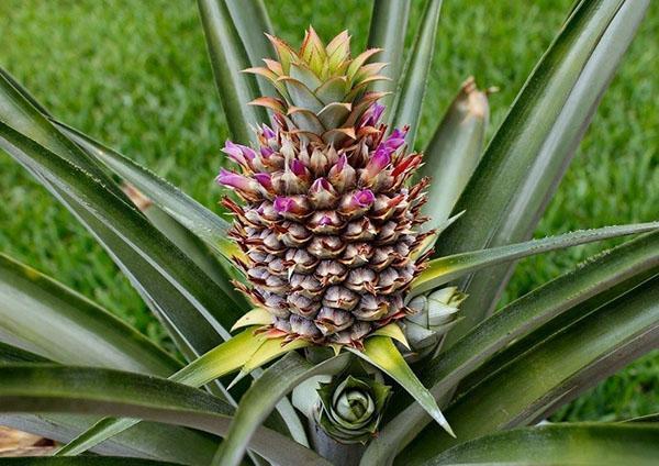 ananas cvjeta