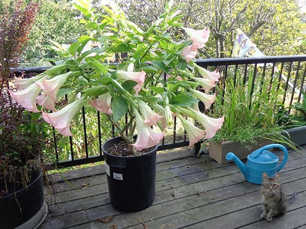 brugmansia หนุ่มกำลังเบ่งบาน