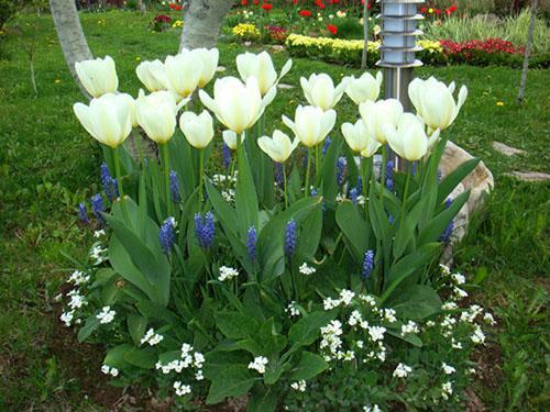 tulipaner blomstrer i hagen