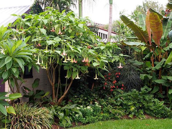 brugmansia strom v otevřeném poli