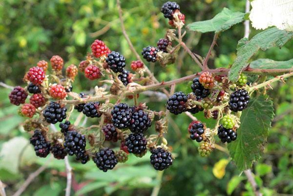 ผลไม้ชนิดหนึ่งยักษ์ (Rubus armeniacus)