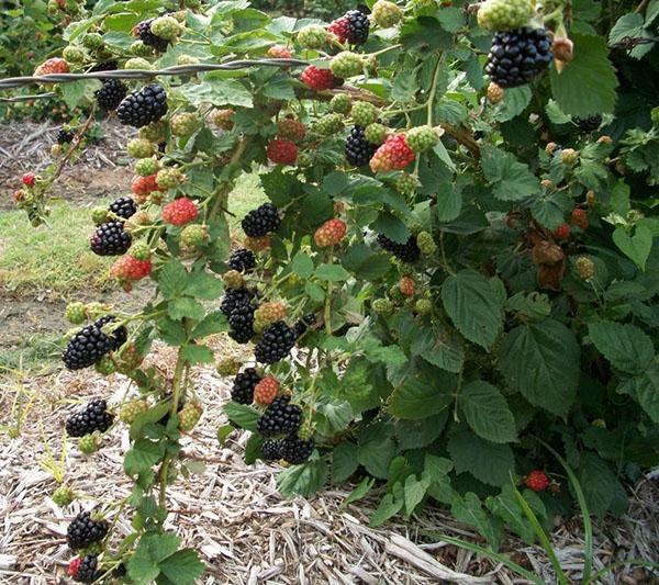 bjørnebærbuske på en espalier