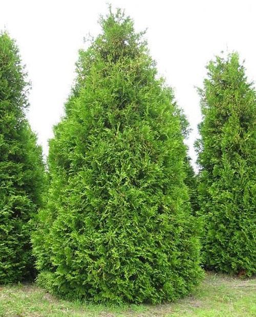 kształt korony thuja Brabant