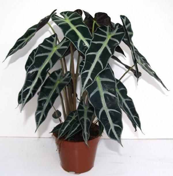 delikatna alocasia