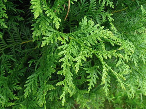 เข็มของ Thuja Brabant