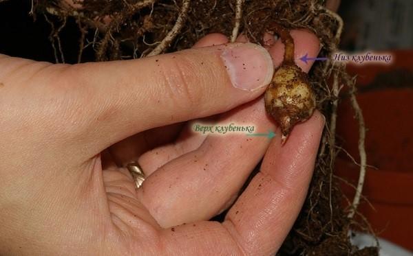 alocasia nodule