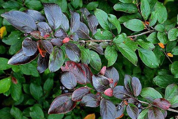 prekrasno lišće cotoneaster briljantno