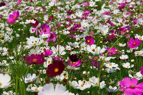 store blomster av kosmos