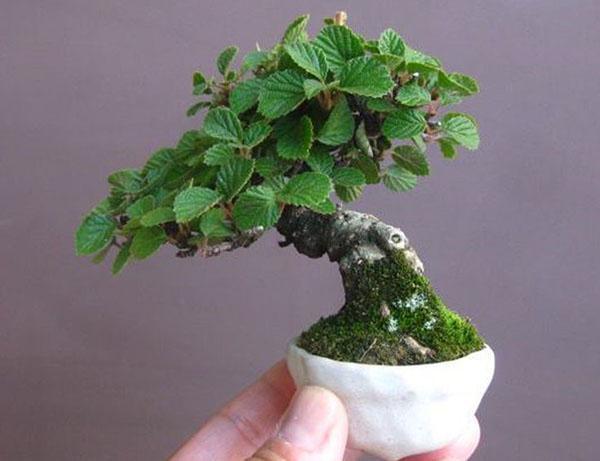 miniatyr høyverdig plante