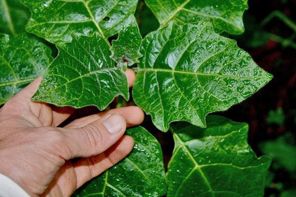 Unge blader av en plante av arten Brugmansia sanguinea