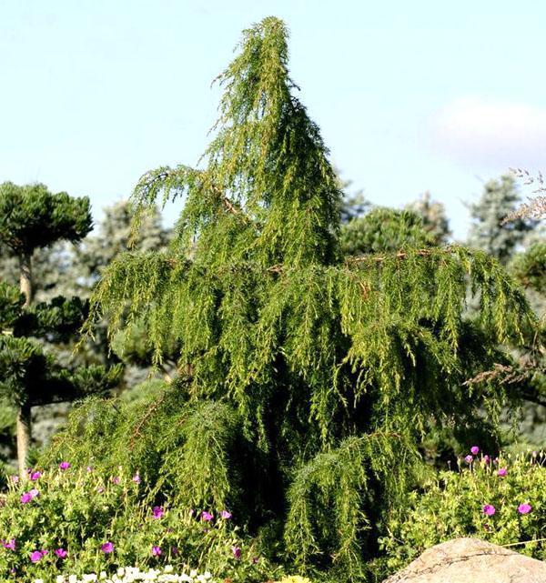 Juniper สามัญ Oblonga Pendula